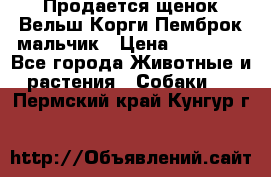 Продается щенок Вельш Корги Пемброк мальчик › Цена ­ 65 000 - Все города Животные и растения » Собаки   . Пермский край,Кунгур г.